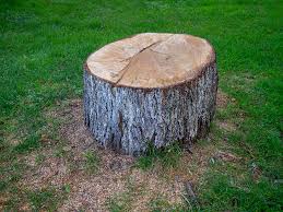 Trusted Bosque Farms, NM Tree Services Experts