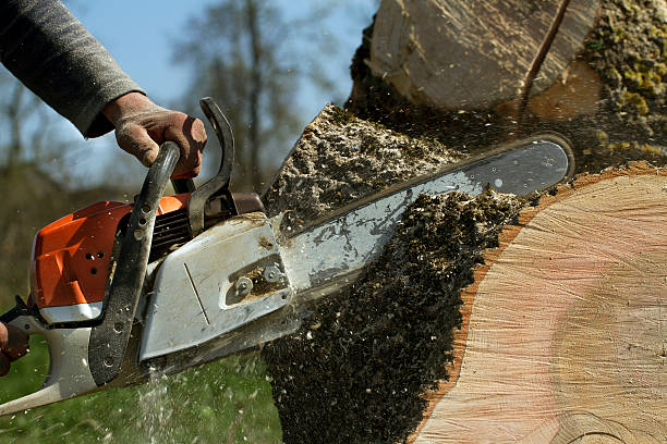 How Our Tree Care Process Works  in  Bosque Farms, NM